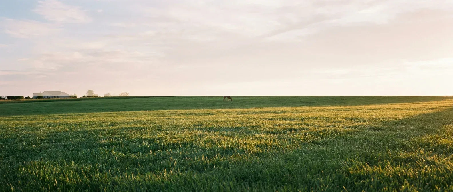 Large lawn commercial application scene